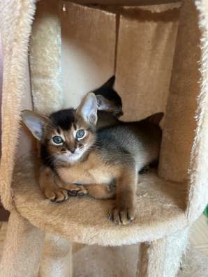 Абиссинские котята, продам