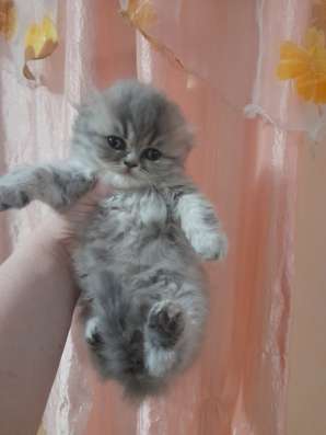 Продам шикарных котят фото 6