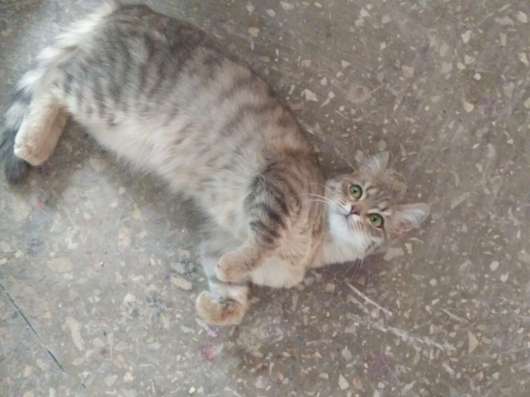 Отдам котенка