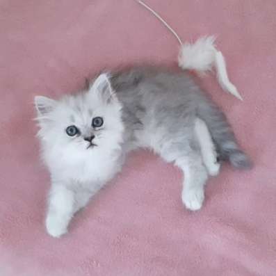 Британские котята фото 5