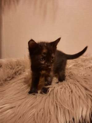 Котёнок в добрые руки в Нижнем Новгороде фото 5