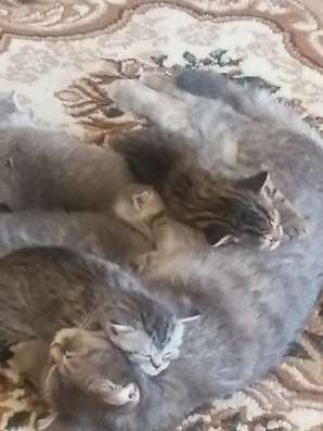 Шотландские котята в Тюмени фото 3