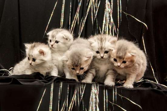 Шотландские котята фото 6