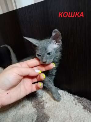 Котята донского сфинкса фото 8