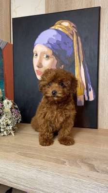 Куколки той пуделя. Toy poodle