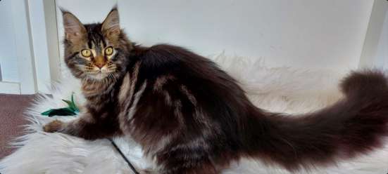 Maine Coon kittens фото 5