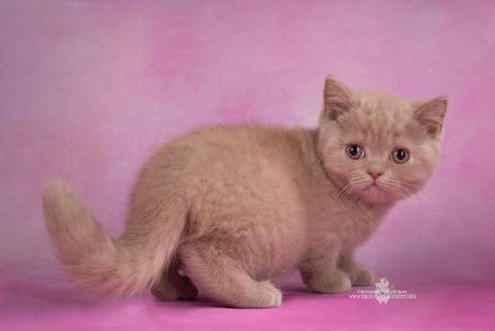 Британские котята питомник