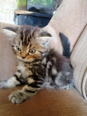 Шотландские котята фото 20