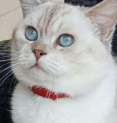 Котята шотландские страйт фото 8