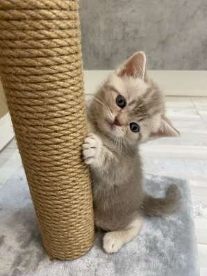 Котята шотландские в Ставрополе