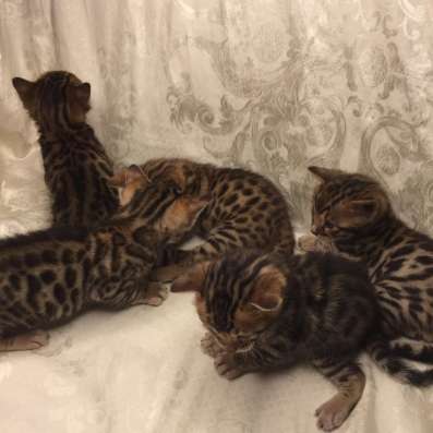 Продам бенгальских котят в Санкт-Петербурге фото 3