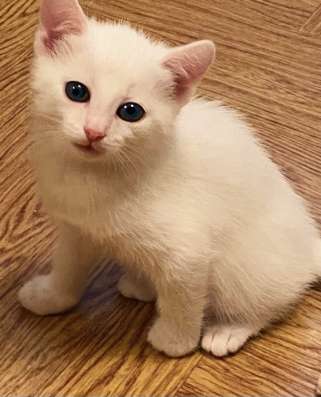 Красивые котята
