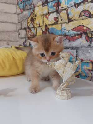 Шотландские котята фото 3