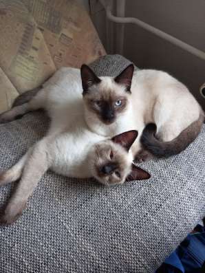 Сиамские котята продаются