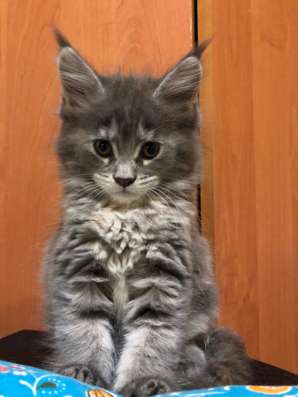 Продам котят фото 11