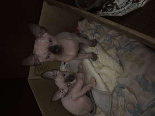 2 котенка сфинкс