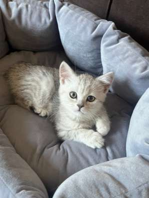 Котята шотландские