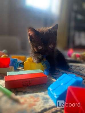 Котёнок в добрые руки в Перми