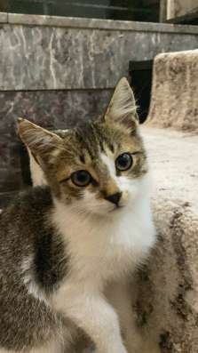 Котёнок, отдам котёнка в добрые руки