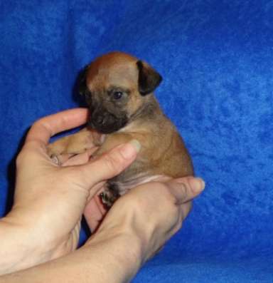 Той терьера щенки с родословной