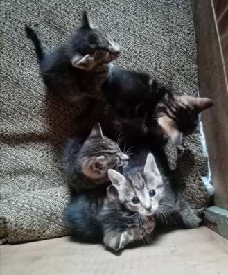 Отдам котят в добрые руки