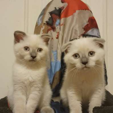 SCOTTISH straight and fold kittens