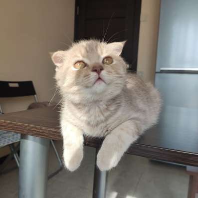 Шотландские котята фото 3