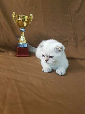 Шотландские котята фото 8