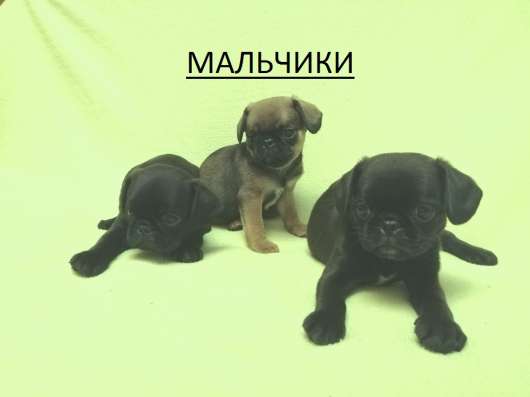 Уникальный микс Мопс+Кинг 1,5мес в Москве фото 6