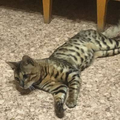 Пропал Бенгальский котейка