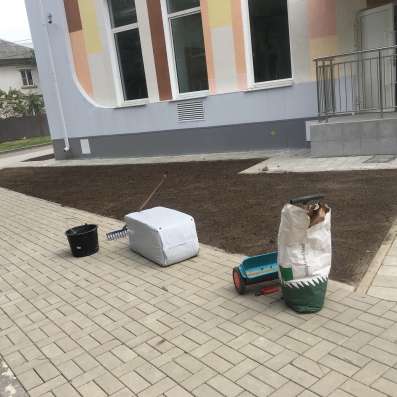 Газонные семена