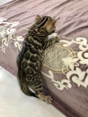 Bengal kittens Бенгальские котята в Москве фото 8