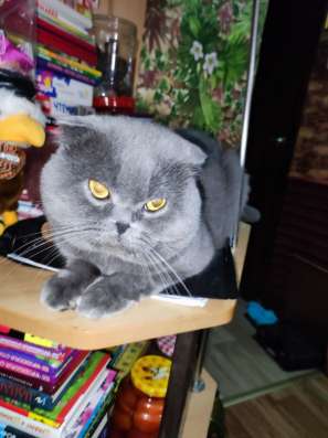 Шотландские котята фото 3