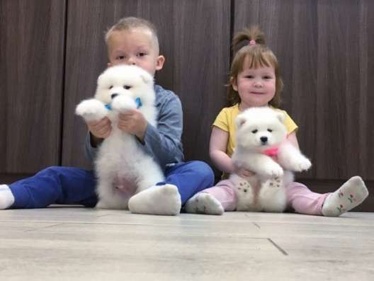 Яркие красивые самоеды