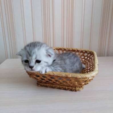 Шотландские котятки в Луховицах фото 6