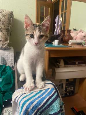Кошечка найденыш