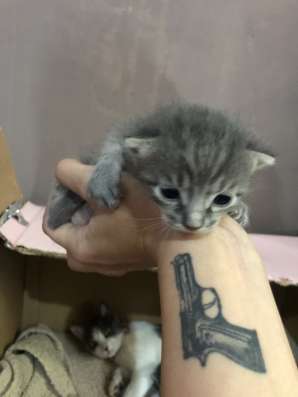 Продам троих пушистых котят! фото 6