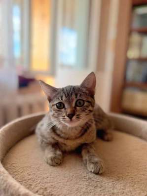 Котенок в добрые руки в Обнинске фото 3