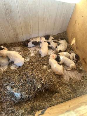 Продам щенков неметский курцхар