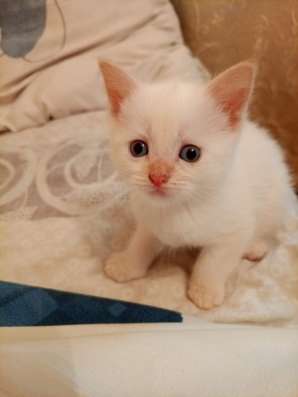 Отдам в добрые руки котят в Ногинске