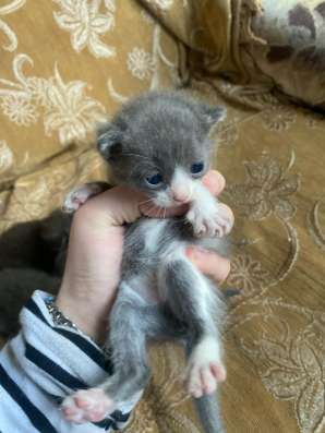 Котята в добрые руки в Махачкале