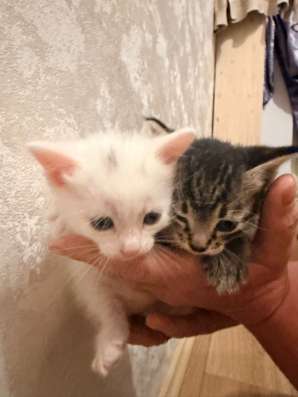 Котята в Архангельске