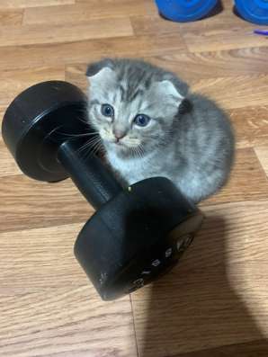 Котенок Шотландский вислоухий в Сысерти