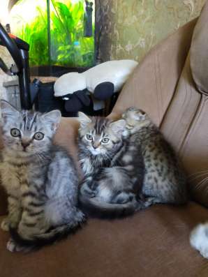 Шотландские котята фото 5