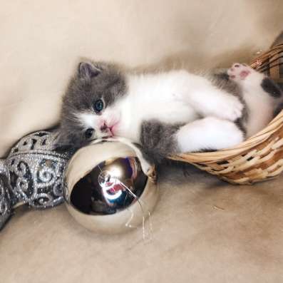 Шотландские котята