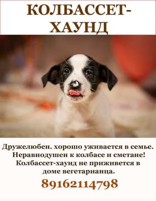 Красавцы щенки мальчики в добрые руки! в Москве фото 14