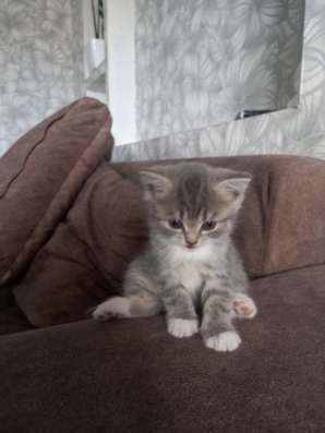 Продам шотландских котят в Чите фото 3