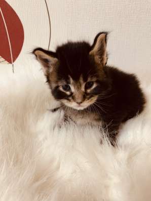 Lovely Maine Coon babies