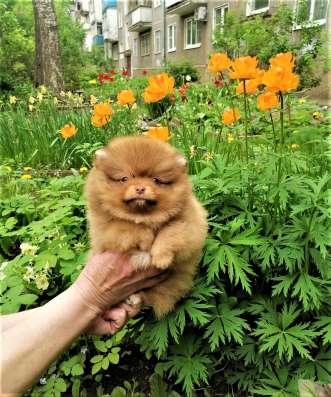 Щенки померанского шпица в Ярославле фото 4