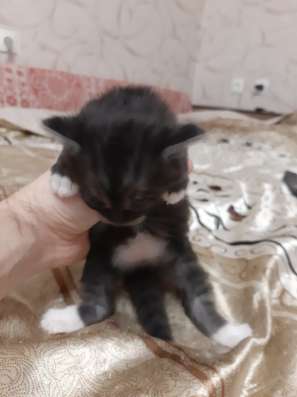 Отдам в добрые руки котят в Москве